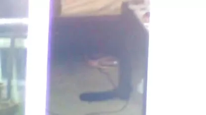 Rata peluda xxxpornoamador